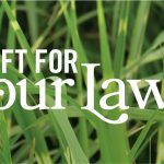 What to Ask Your Lawn Care Company in Rogers